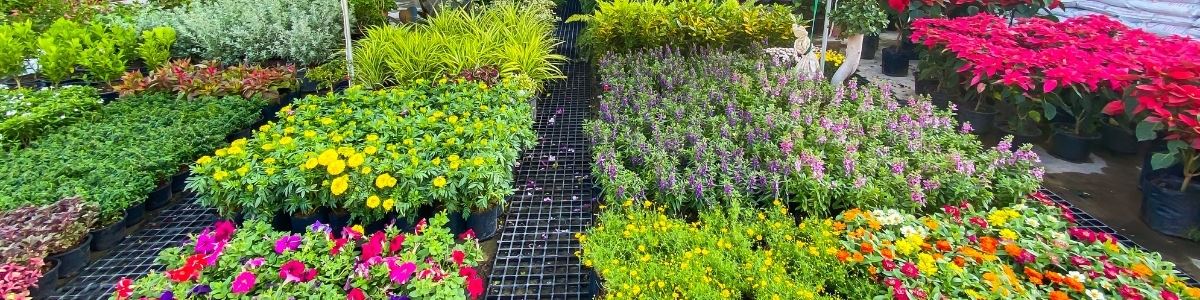 Rows of plants and flowers on raised beds